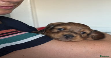 Dachshund dogs - Advert 3