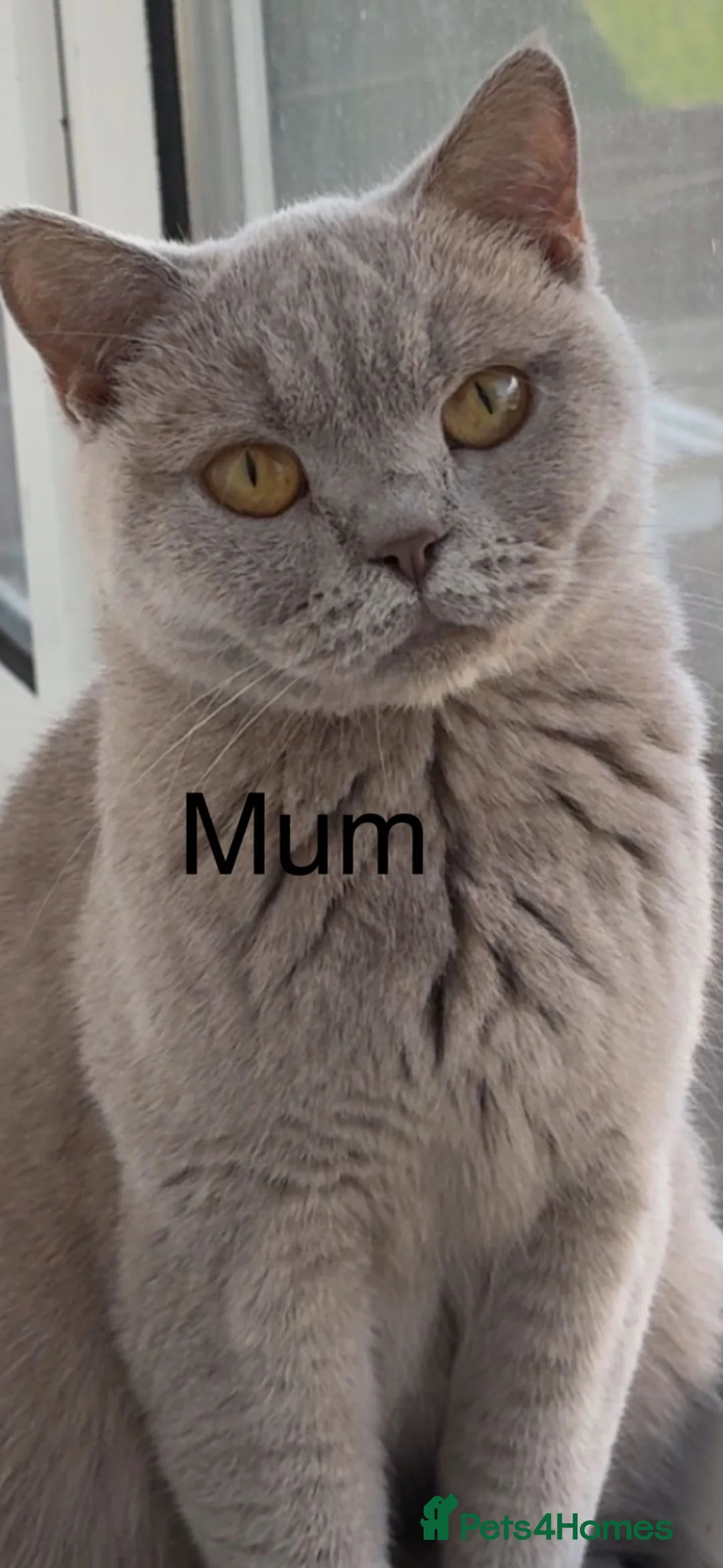 British Shorthair cats for sale: British shorthair (lilac,blue)  - Advert 2