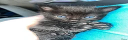 Mixed Breed cats for sale: 2 kittens, black male & tabby female - Advert 4