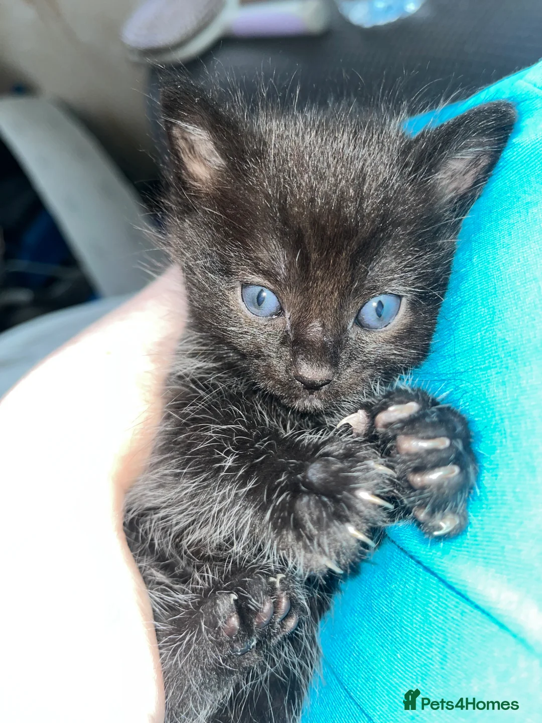 Mixed Breed cats for sale: 2 kittens, black male & tabby female - Advert 4