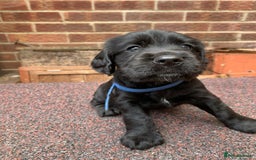 Cocker Spaniel dogs for sale: cocker spaniel pups ready for reserve - Image 8