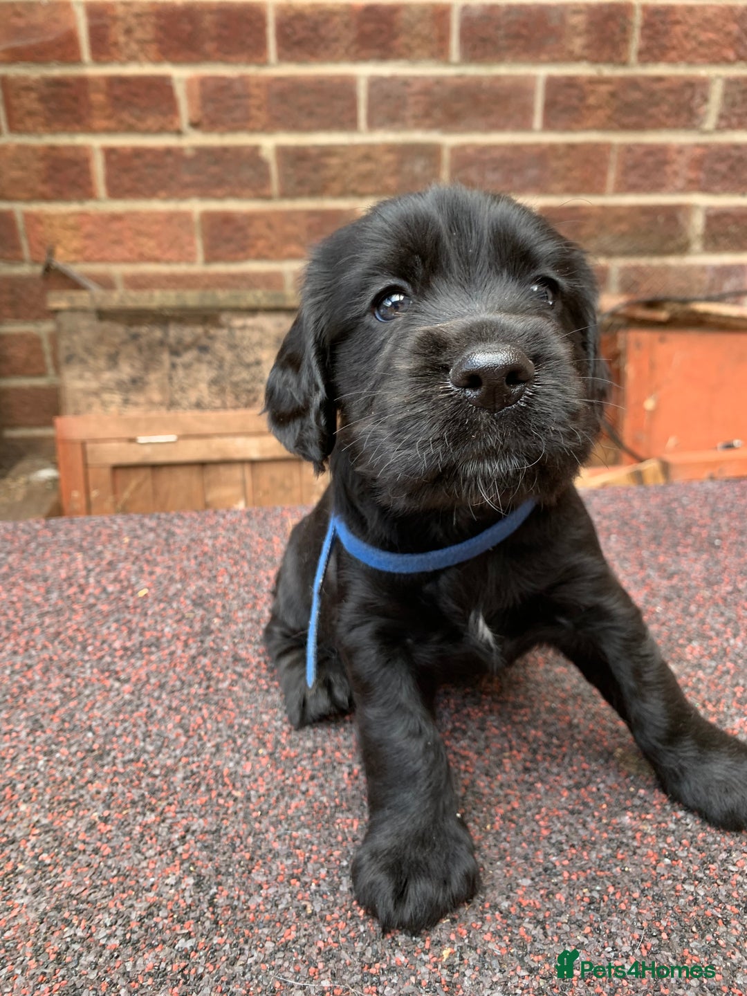 Cocker Spaniel dogs for sale: cocker spaniel pups ready for reserve - Image 8