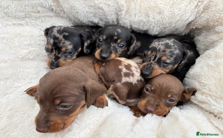 Dachshund dogs - Advert 12