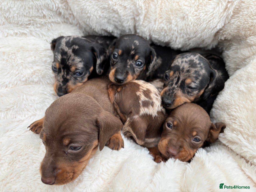 Dachshund dogs for sale: Gorgeous mini dachshund puppies!! - Image 1