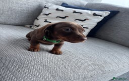 Miniature Dachshund dogs for sale: 3 Beautiful Chocolate and Tan Girls  - Advert 2