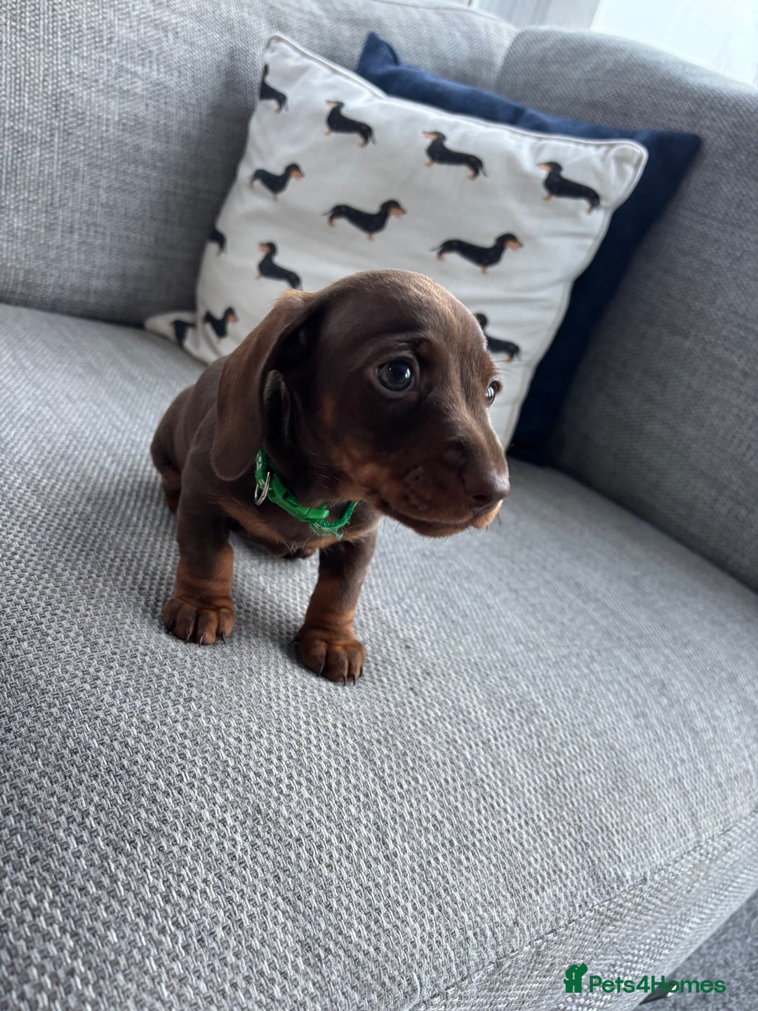 Miniature Dachshund dogs for sale: 3 Beautiful Chocolate and Tan Girls  - Advert 2