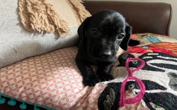 Mixed Breed dogs for sale: Cutest Standard Dachshund x Cocker Puppies - Image 9