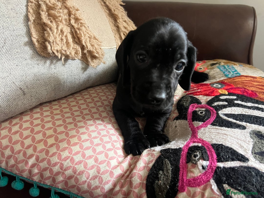 Mixed Breed dogs for sale: Cutest Standard Dachshund x Cocker Puppies - Image 9