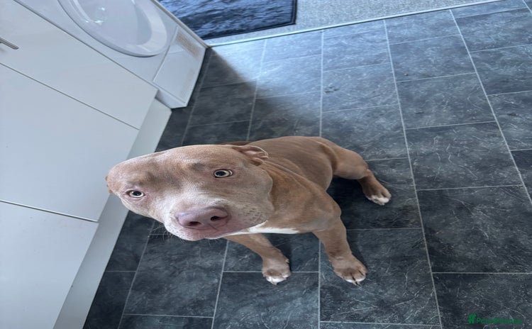 Mixed Breed dogs - Advert 1