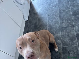 Mixed Breed dogs - Advert 12