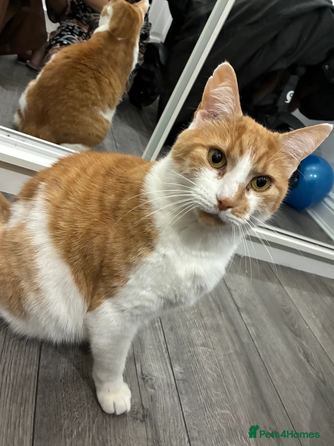 Mixed Breed cats for sale: Boy cat - Advert 1