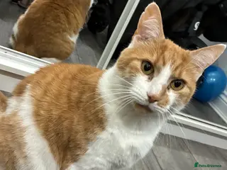 Mixed Breed cats Boy cat - Advert 2