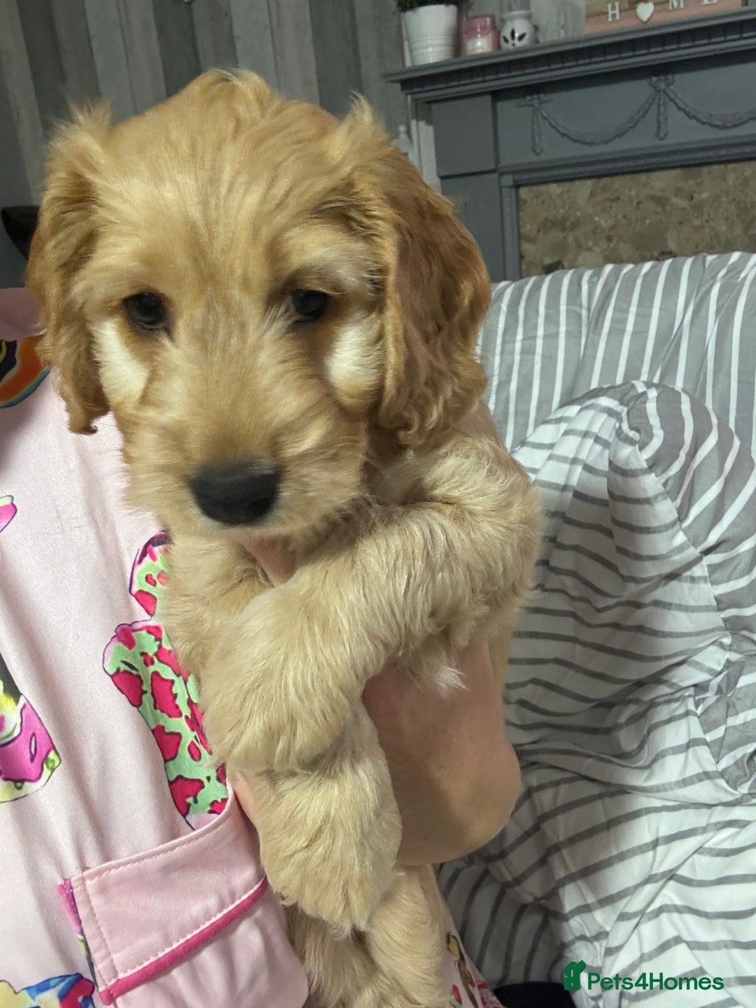 Cockapoo dogs for sale: F1 miniature cockerpoos  in Stoke-on-Trent - Image 9
