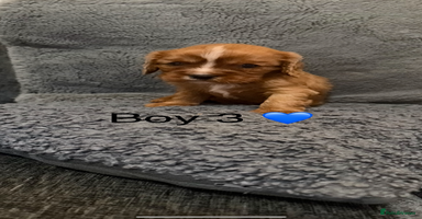 Cavalier King Charles Spaniel dogs - Advert 11