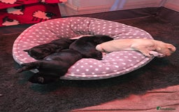 Labradoodle dogs for sale: Adorable Labradoodle puppies - Advert 3