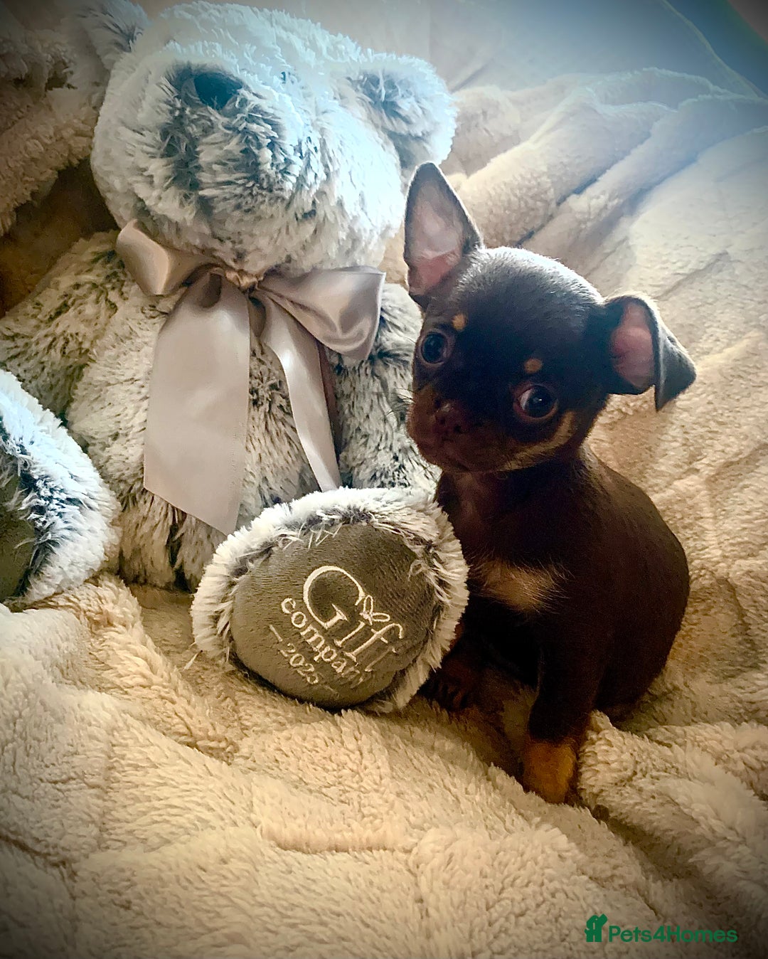 Chihuahua dogs for sale: Chihuahuas boys and girls available - Advert 10