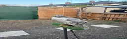 Mixed Breed birds for sale: Goshawk - Advert 3