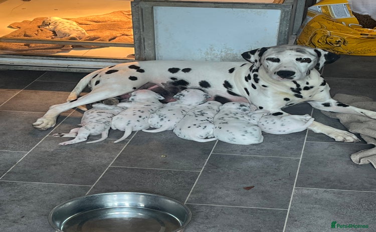 Dalmatian dogs - Advert 1