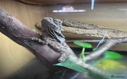 Dragon reptiles for sale: Frilled Lizard, female, experienced keeper only  - Image 3