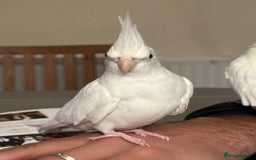 Cockatiels birds for sale: Cockateils breeding pair - Image 5
