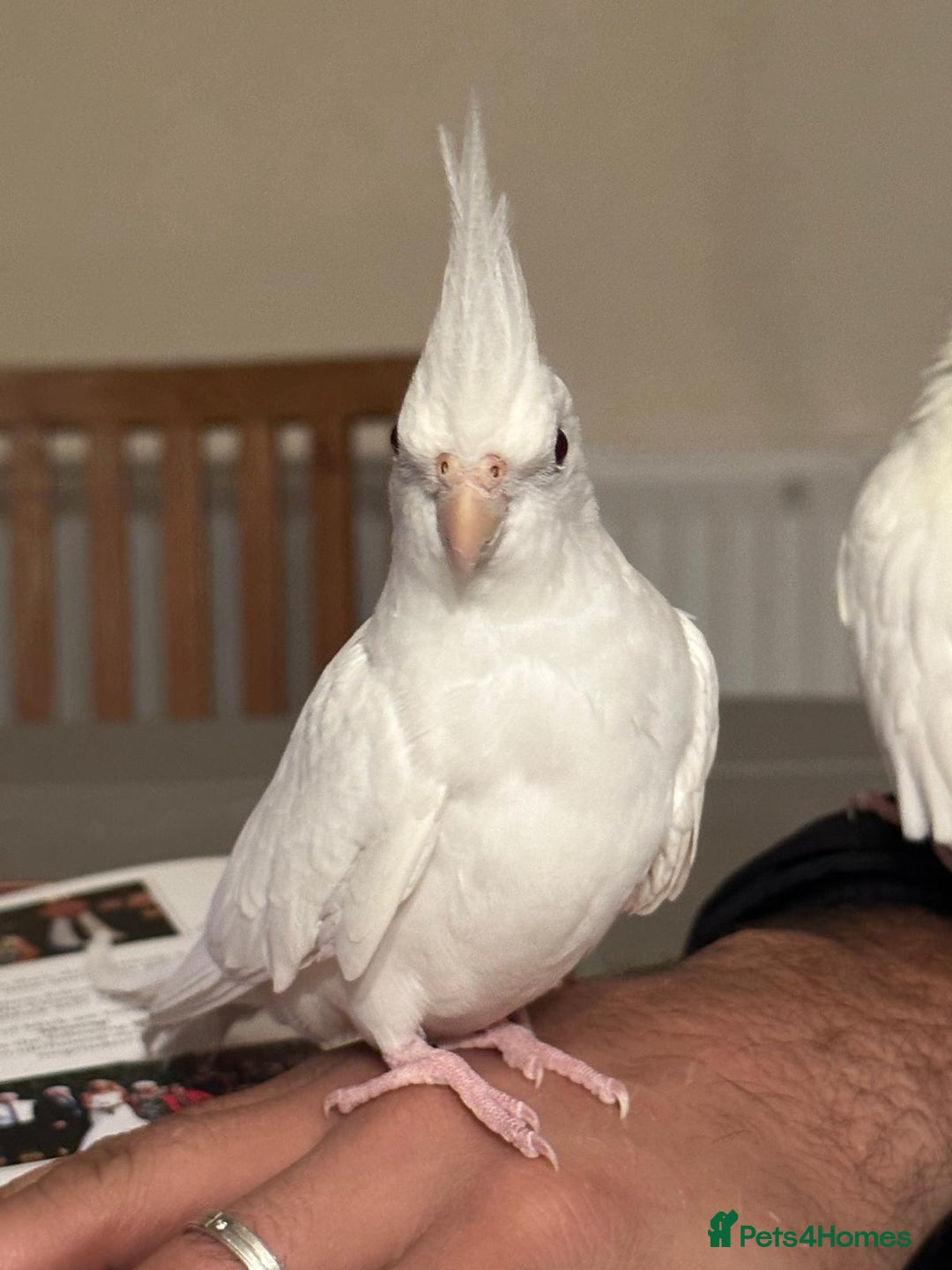 Cockatiels birds for sale: Cockateils breeding pair - Image 5