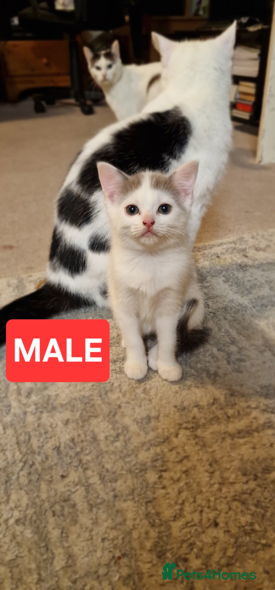 Mixed Breed cats for sale: Lovely Kittens  - Advert 10