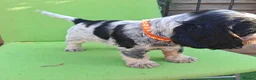 Cocker Spaniel dogs for sale: 🏡UNIQUE SHOW COCKER SPANIELS PUPPIES 🐶  - Advert 32