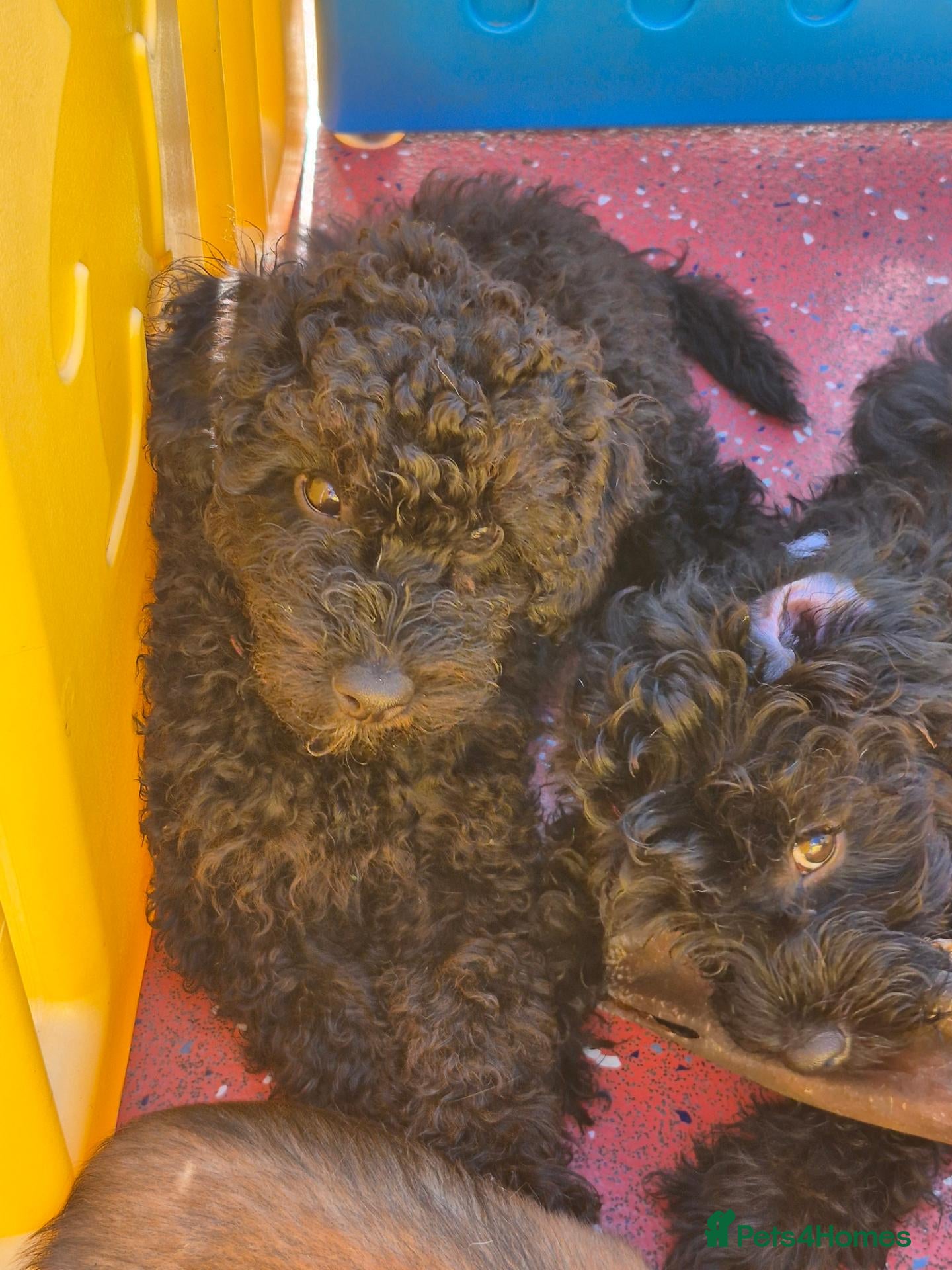 Cavapoo dogs Amazing Miniature cavapoo f1b puppies - Advert 2