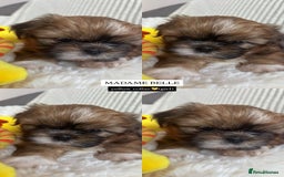 Shih Tzu dogs for sale: !READY NOW! 1 boy left!! pure bred shih tzu 🐾 🐾  - Image 12