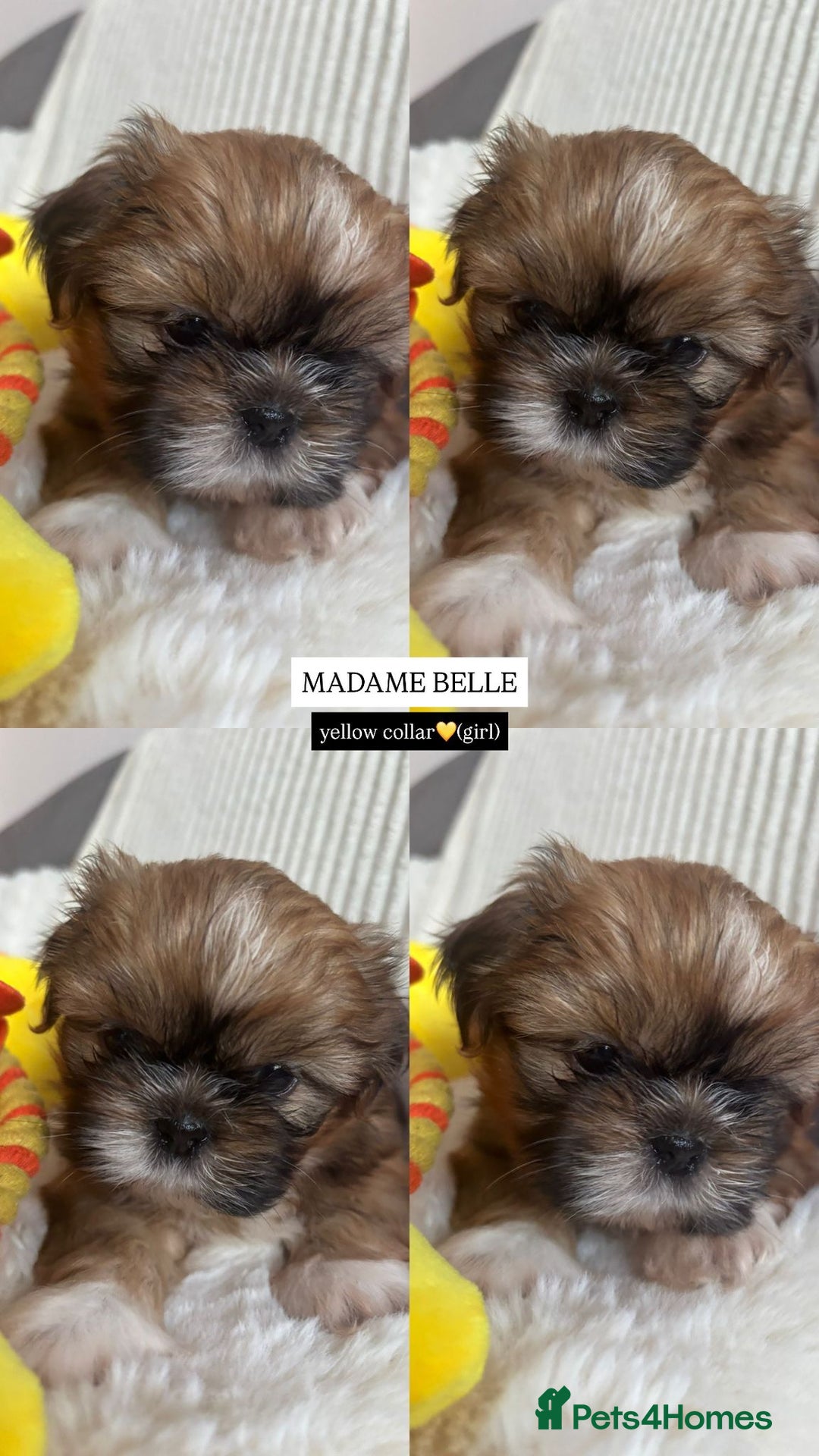 Shih Tzu dogs for sale: !READY NOW! 1 boy left!! pure bred shih tzu 🐾 🐾  - Image 12