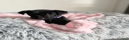 Patterdale Terrier dogs for sale: Patterdale puppies  - Advert 6