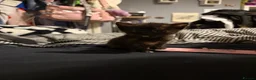 Domestic Shorthair cats for sale: 5 beautiful kittens for sale - Advert 3