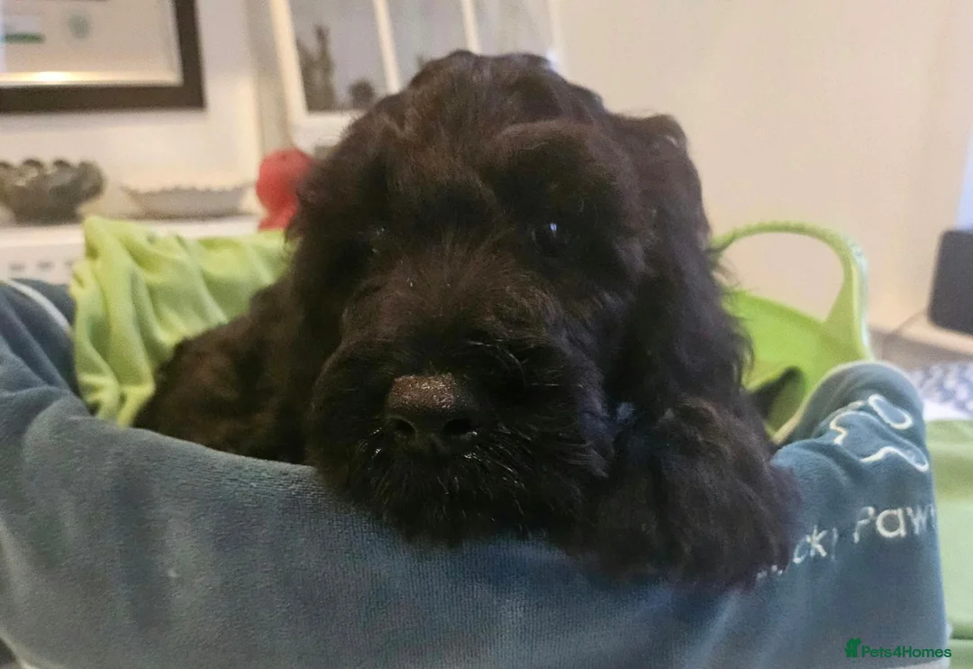 Sproodle dogs for sale: Stunning Sproodles puppys for sale - Advert 1