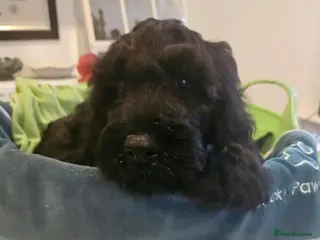 Sproodle dogs Stunning Sproodles puppys for sale - Advert 4