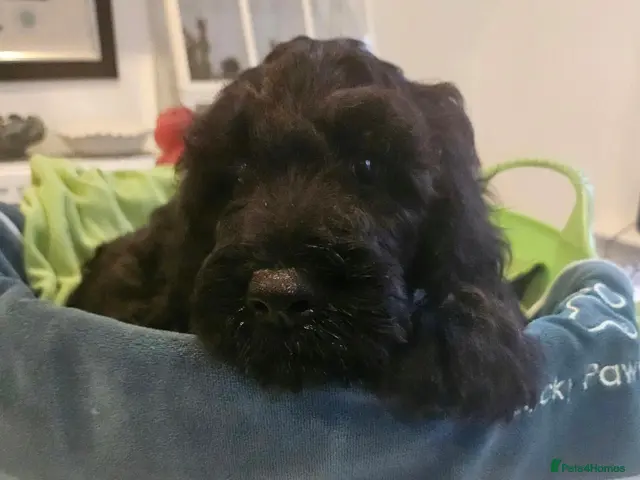 Sproodle dogs Stunning Sproodles puppys for sale - Advert 5