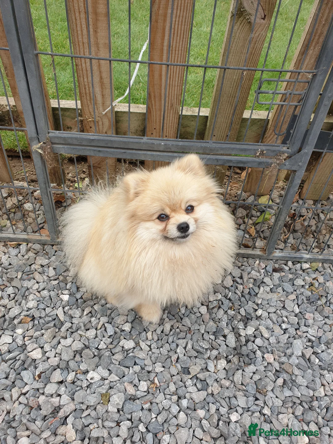 Pomeranian dogs for stud: Rocket Pomeranian stud  in Romford - Advert 13