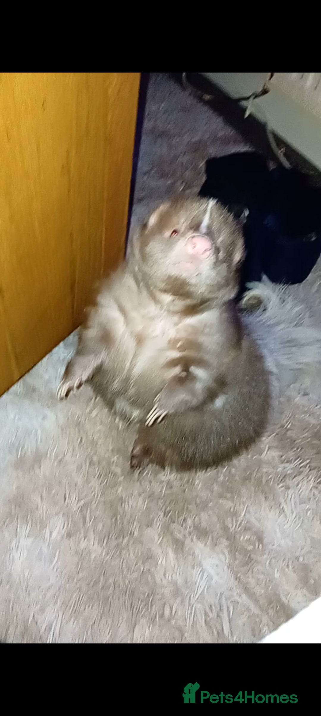 Mixed Breed rodents Skunk  - Advert 2