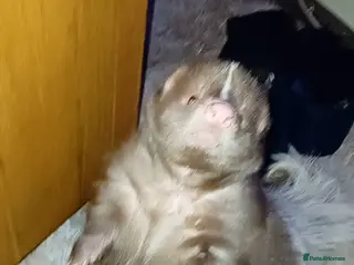 Mixed Breed rodents Skunk - Advert 6