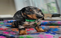 Dachshund dogs for sale: Kc Standard Dachshunds  - Image 9