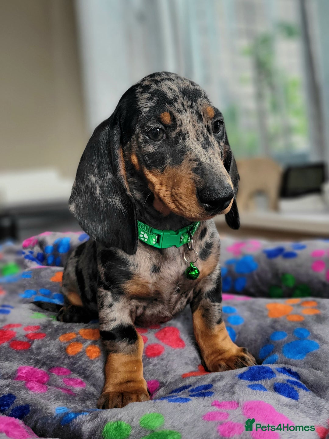 Dachshund dogs for sale: Kc Standard Dachshunds  - Image 9