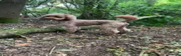 Cockapoo dogs for stud: 🐾 Cockapoo Stud Available 🐾 - Advert 2
