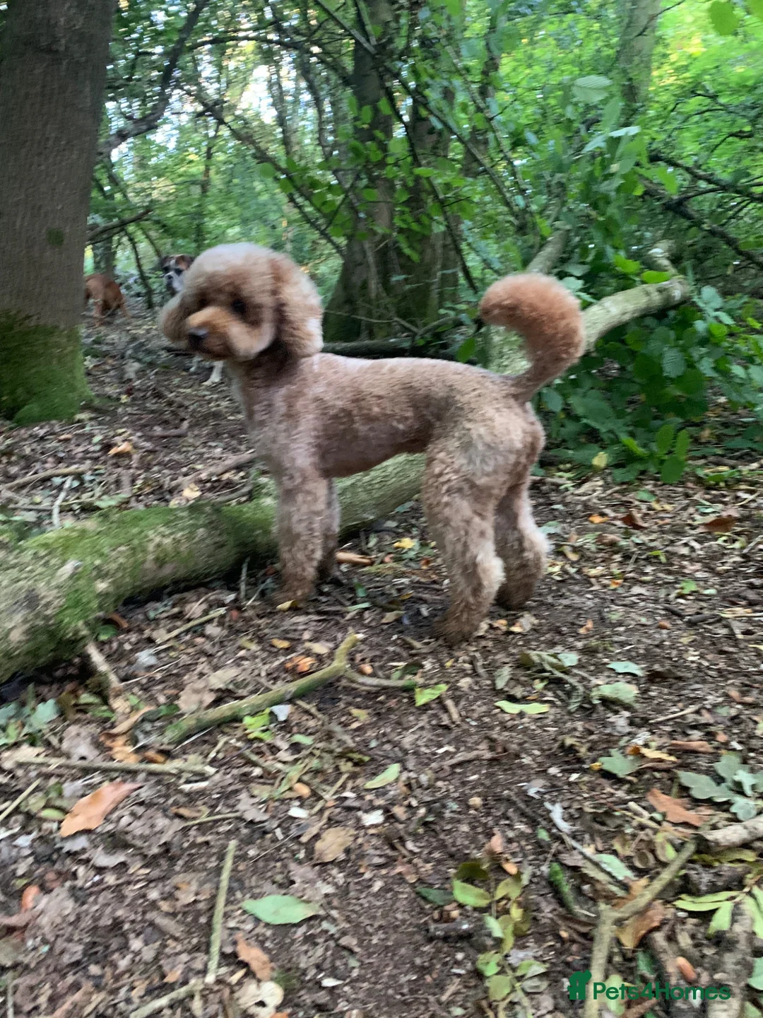Cockapoo dogs for stud: 🐾 Cockapoo Stud Available 🐾 - Advert 2