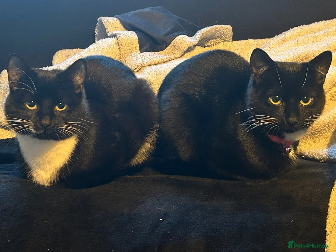 Mixed Breed cats for sale: Lilith the beautiful mixed breed  - Advert 7