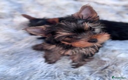 Yorkshire Terrier dogs for sale: Last girl ready🥰 Pedigree Yorkshire Terrier Puppy - Image 35