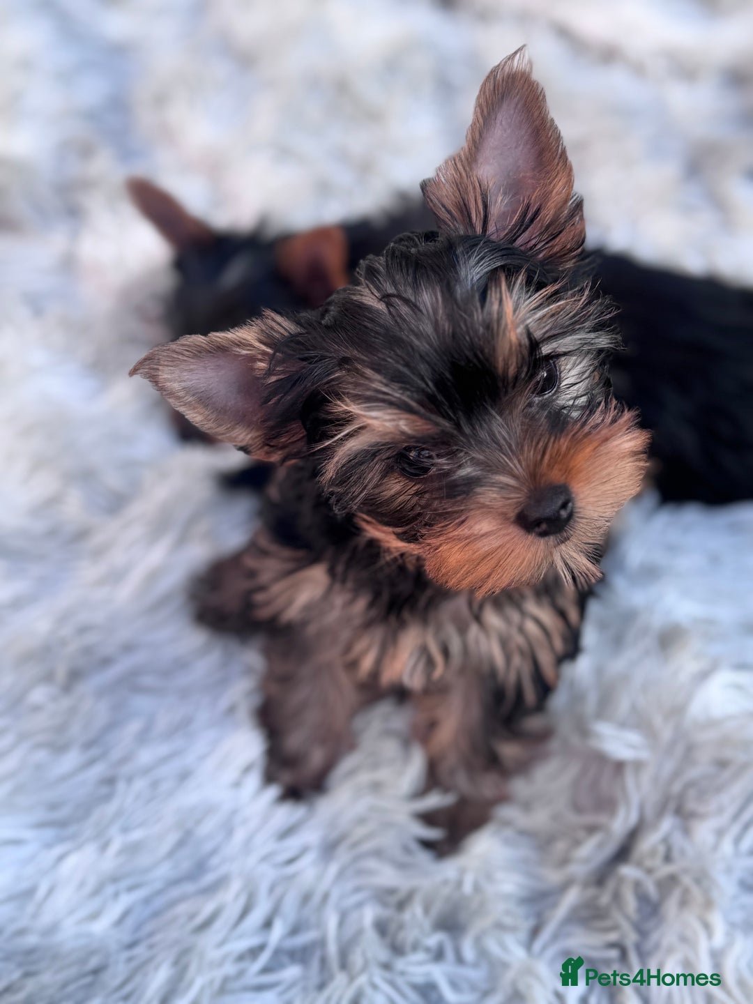Yorkshire Terrier dogs for sale: Last girl ready🥰 Pedigree Yorkshire Terrier Puppy - Image 35