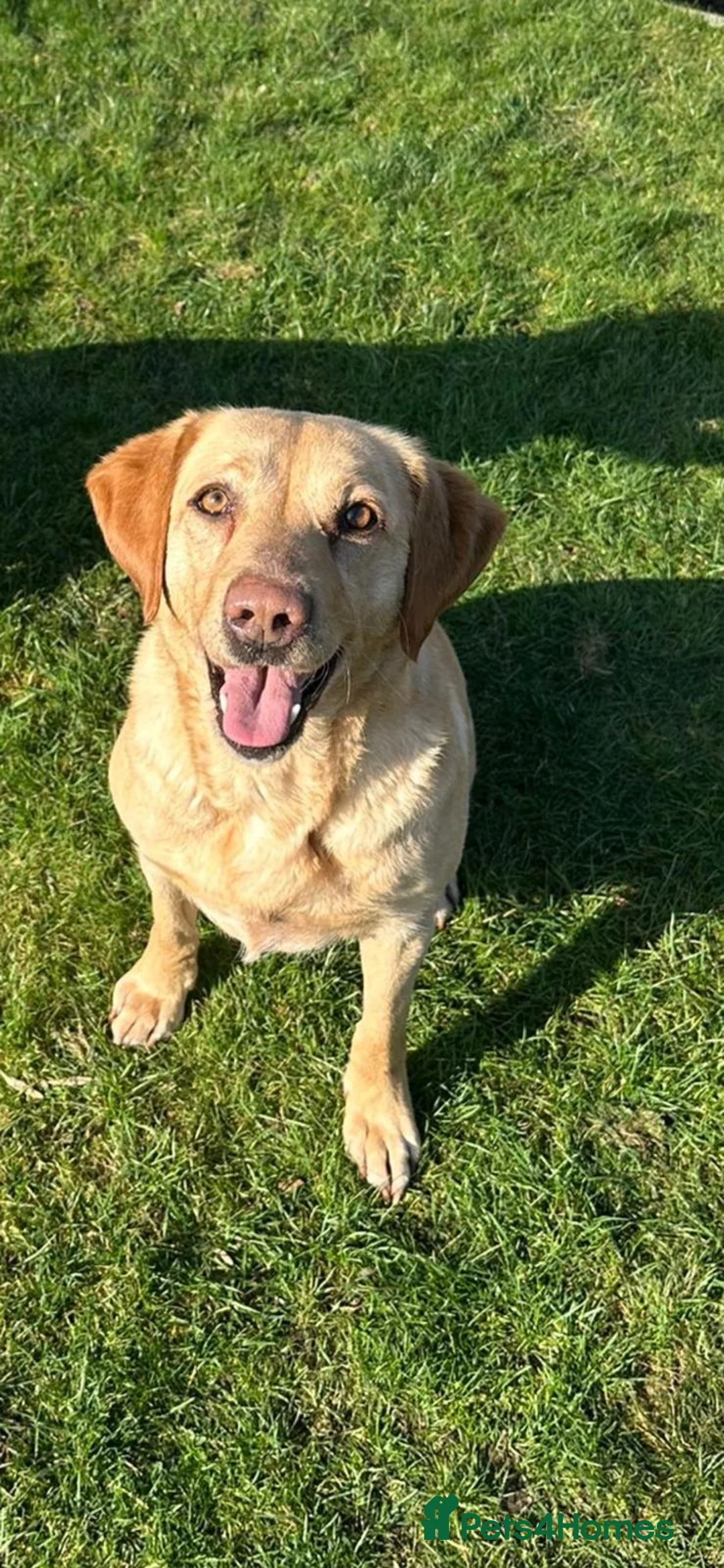 Labrador Retriever dogs for sale: Golden Labrador Pups in Penrith - Advert 2