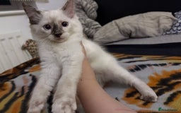 Ragdoll cats for sale: 3 Rag Cross Kittens - Image 4