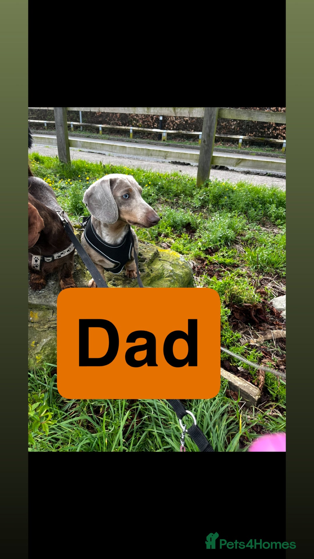 Dachshund dogs for sale: Beautiful Male Dachshunds 🐶  - Image 13