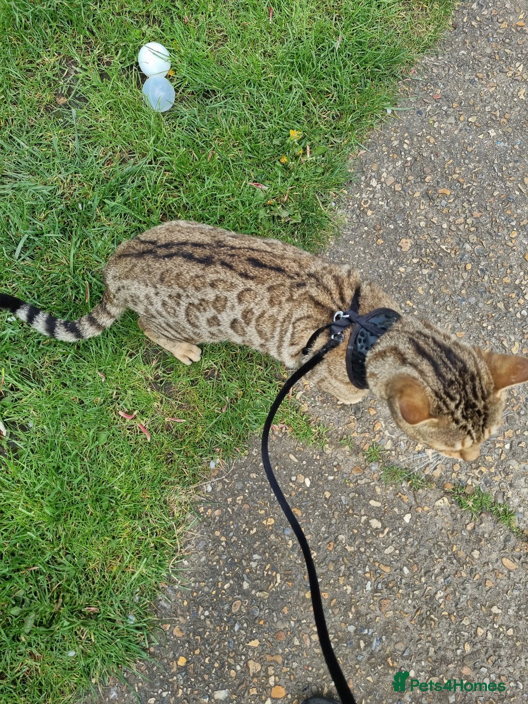 Bengal cats for stud: TICA active Brown spotted bengal for STUD in West Drayton - Image 4