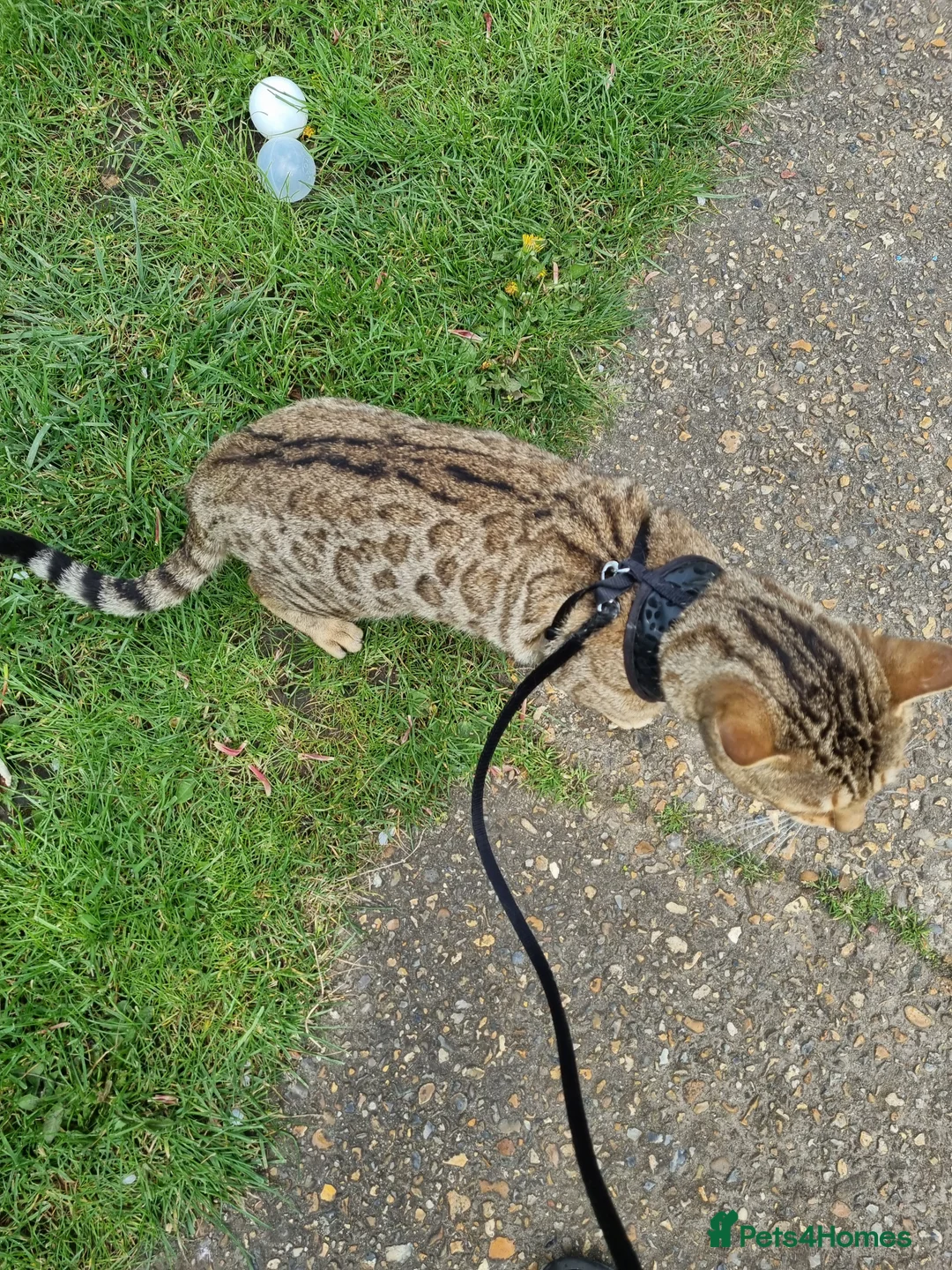 Bengal cats for stud: TICA active Brown spotted bengal for STUD in West Drayton - Advert 4